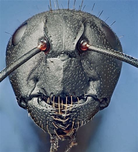 Study Uncovers Unseen Details and Images of Ant Development.